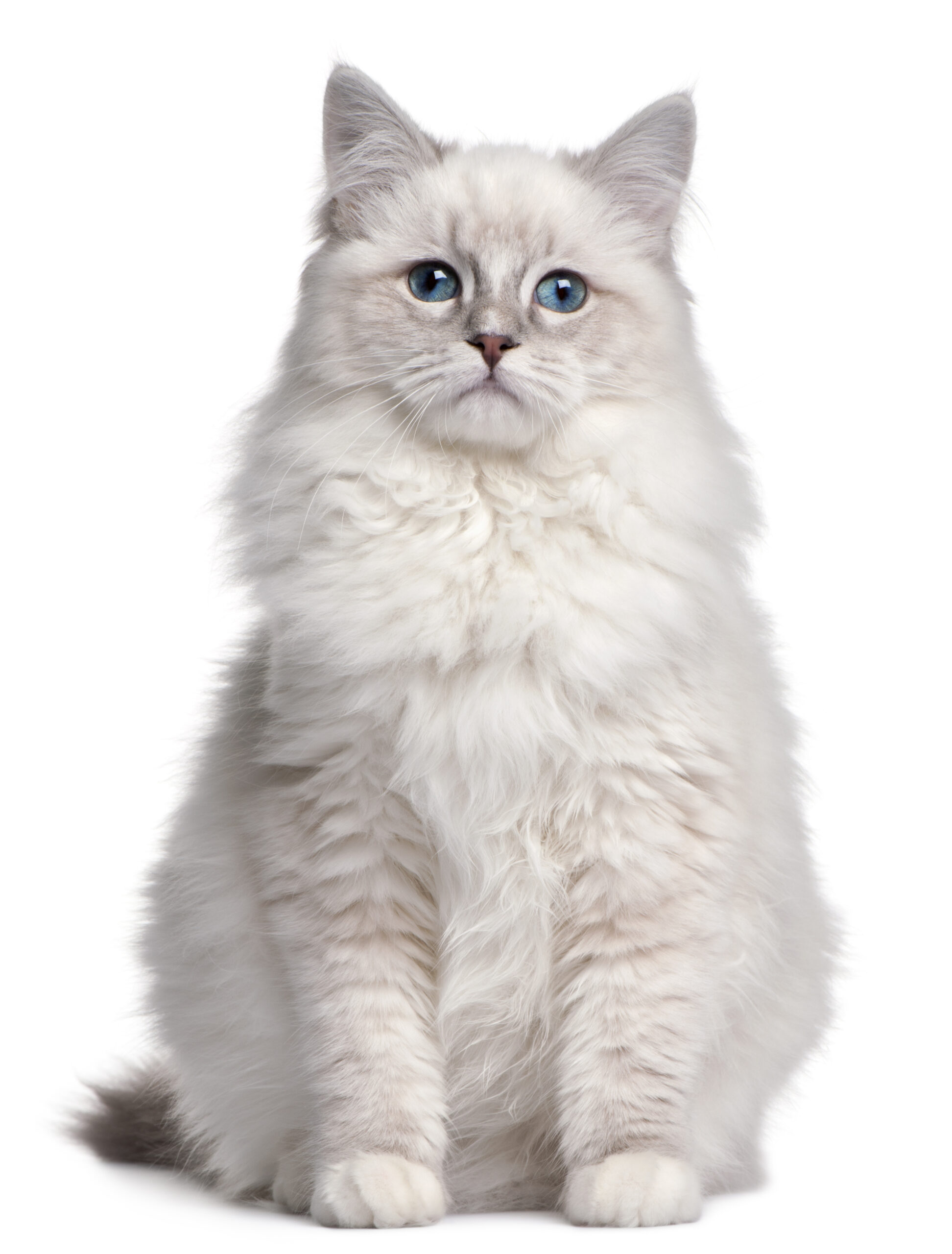 Mèo